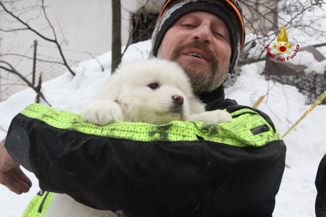 Meet the adorable puppies who survived five days trapped under avalanche rubble