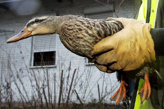 Bird flu outbreak forces France to launch mass duck cull