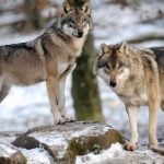 Wolves have set up home in the Paris region, experts say