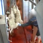 France to install cameras in all abattoirs after animal slaughter scandals