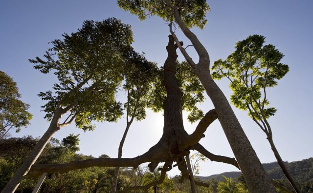 Giant tree sculptures go on show in Rome exhibition