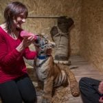 How a family in Germany are raising an abandoned baby tiger