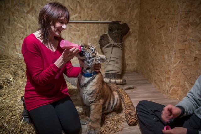 How a family in Germany are raising an abandoned baby tiger