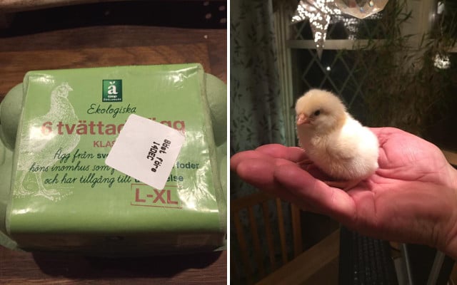 Swede buys eggs from supermarket, hatches chick