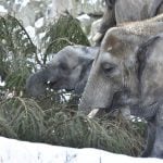 Elephants at Schönbrunn enjoy a piney post-Christmas snack