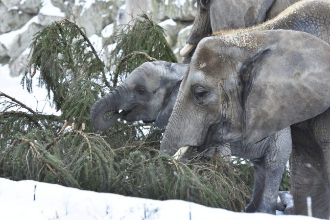 Elephants at Schönbrunn enjoy a piney post-Christmas snack
