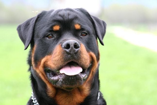 Baby killed by family Rottweiler in northern France