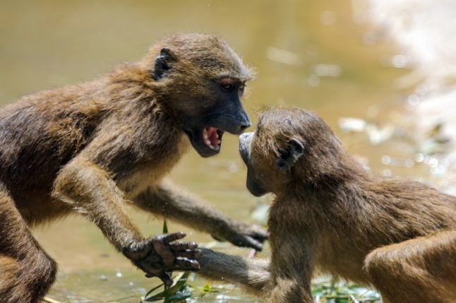 French researchers discover baboons can say ‘wahoo’… and other vowel sounds
