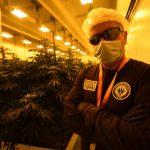 Marijuana, made in Italy: Inside the military police cannabis lab