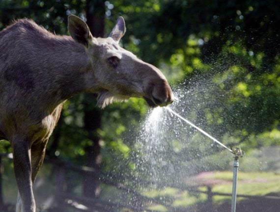 Confused randy elk mounts wooden elk in Swede’s garden