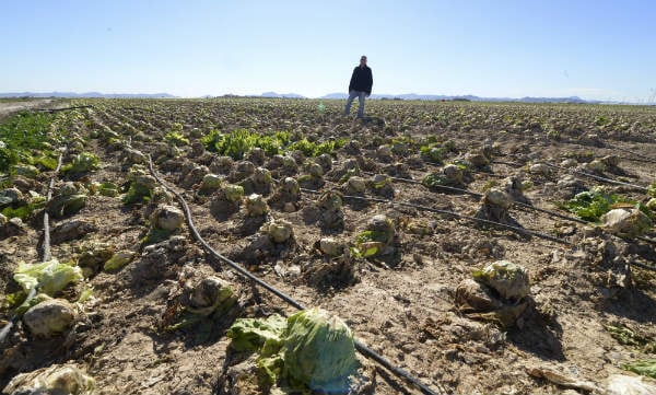 Europe feels pinch as Spain’s vegetable fields suffer