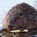 Why Bavarians are serving up beaver with their beer