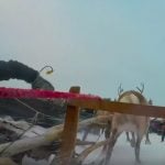 Video: This is what it’s like to race reindeer