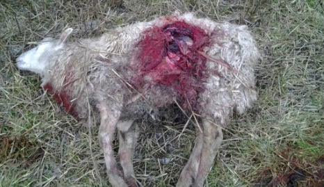 Danish farmers call for help as wolf attacks rise