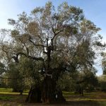 Spain’s Balearic Islands hit by deadly olive tree bacteria