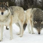Norway government to allow last-minute wolf cull