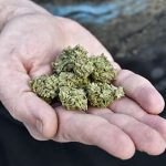 Four of five Danes support legalising medical cannabis