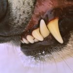 Geneva dentist treats wolf for toothache