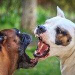 Jogger attacked by two Boxer dogs in Yvorne