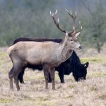 VIDEO: German stag ‘pretends’ to be cow to avoid being hunted