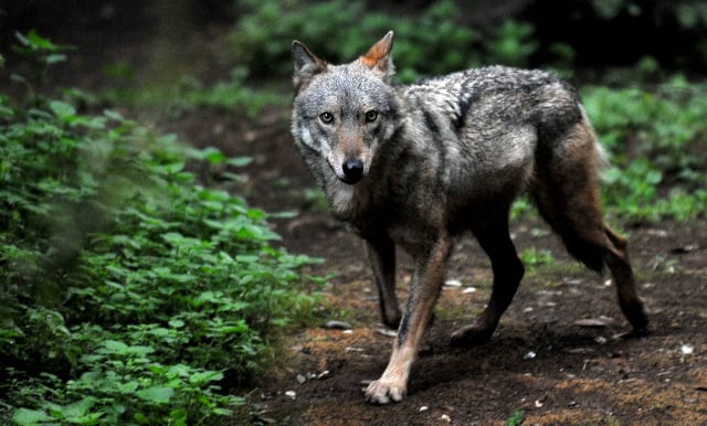 Italy halts planned wolf cull after howls of protest