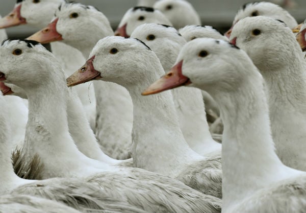 Catalonia to cull 17,000 ducks as virulent bird flu hits