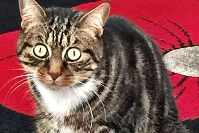 Owner launches desperate search for ‘Itchy’, the Manchester cat lost at Barcelona airport