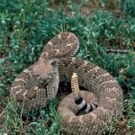 Man bitten by rattlesnake in Madrid park