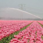 Milan is the new Holland: The Italian city is getting a massive tulip field