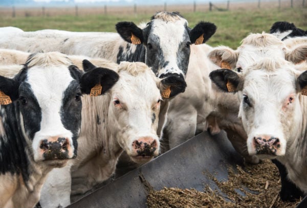 Spain reports isolated case of mad cow disease