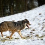 Denmark’s ’wolf return’ in need of action: professor