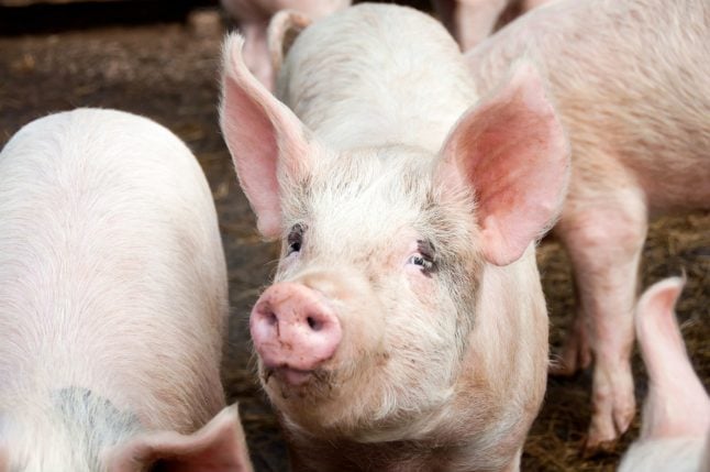 Danes want to make life better for pigs with new food label