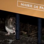 Draining Paris rat race prompts city’s ‘forgotten’ rodent-hunters to strike