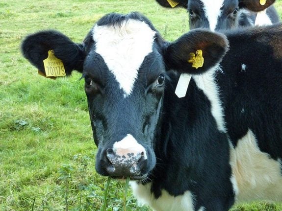 Swiss trainee vets to give cows acupuncture in new classes