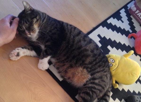 Missing cat returns home after NINE years
