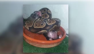 Granada woman investigated for feeding live puppies and kittens to pet snake