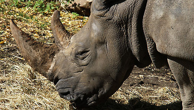 Poachers kill rhino and saw off its horn at zoo near Paris