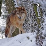 Outrage as Norway moves to allow recreational wolf hunting