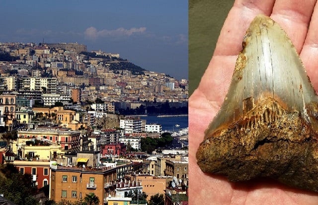 Naples man uncovers tooth believed to belong to 'prehistoric mega shark'