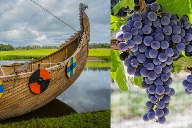 Danish Vikings 'may have made their own wine'