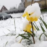 White Easter: Sweden wakes up to snow and record low temperatures