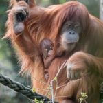 Paternity test ordered for baby orangutan