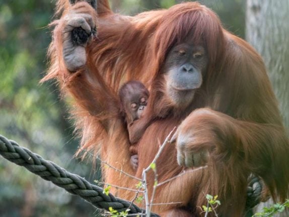 Paternity test ordered for baby orangutan