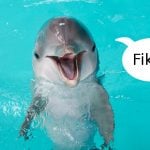 Swedish startup’s tech could help us talk to dolphins