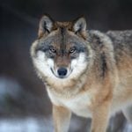 New Denmark wolf attack: six deer killed at West Jutland farm