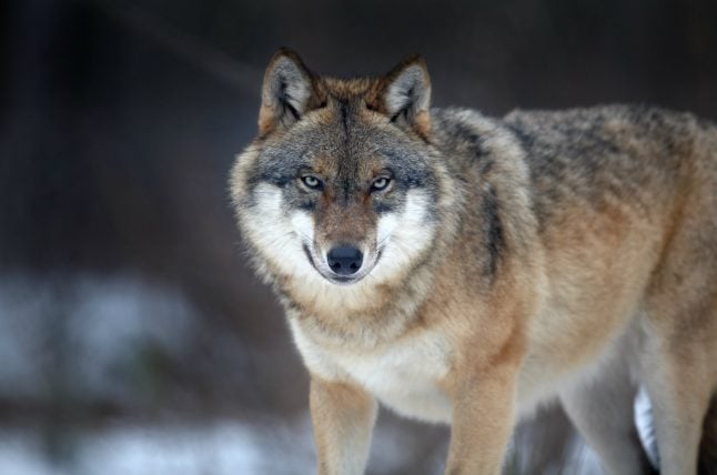 New Denmark wolf attack: six deer killed at West Jutland farm