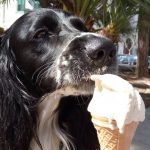 Italian gelateria debuts ice cream for dogs