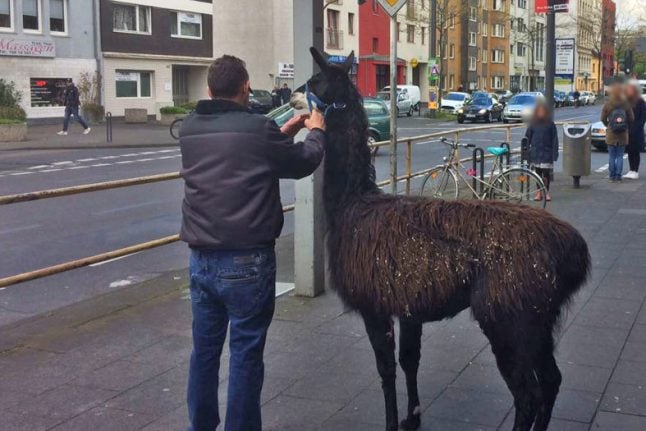 14 furry fugitives from Cologne petting zoo run amok through city