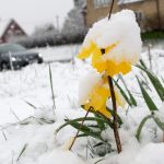 Here’s when spring will return to Sweden