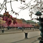 In pictures: Cherry blossoms in Kungsträdgården, Stockholm